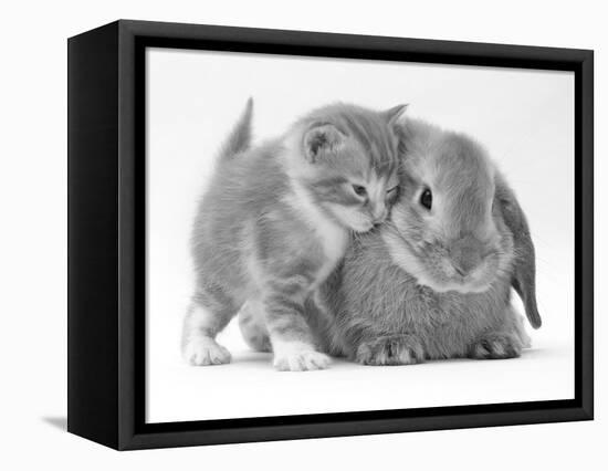 Domestic Kitten (Felis Catus) Next to Bunny, Domestic Rabbit-Jane Burton-Framed Premier Image Canvas