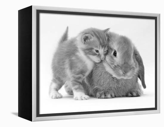 Domestic Kitten (Felis Catus) Next to Bunny, Domestic Rabbit-Jane Burton-Framed Premier Image Canvas