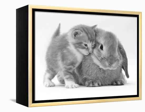 Domestic Kitten (Felis Catus) Next to Bunny, Domestic Rabbit-Jane Burton-Framed Premier Image Canvas