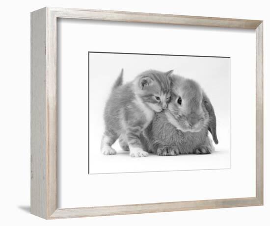 Domestic Kitten (Felis Catus) Next to Bunny, Domestic Rabbit-Jane Burton-Framed Premium Photographic Print