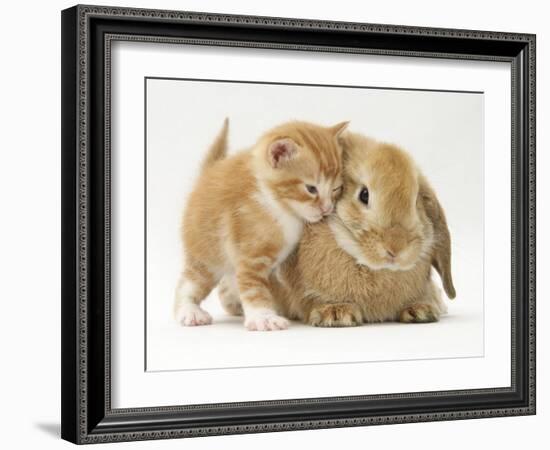 Domestic Kitten (Felis Catus) Next to Bunny, Domestic Rabbit-Jane Burton-Framed Photographic Print