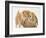 Domestic Kitten (Felis Catus) Next to Bunny, Domestic Rabbit-Jane Burton-Framed Photographic Print