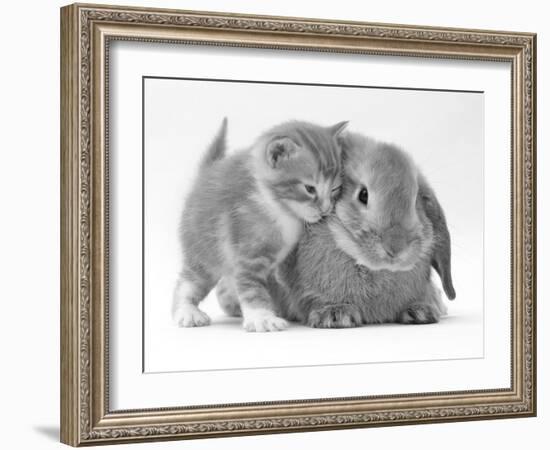 Domestic Kitten (Felis Catus) Next to Bunny, Domestic Rabbit-Jane Burton-Framed Photographic Print