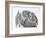 Domestic Kitten (Felis Catus) Next to Bunny, Domestic Rabbit-Jane Burton-Framed Photographic Print