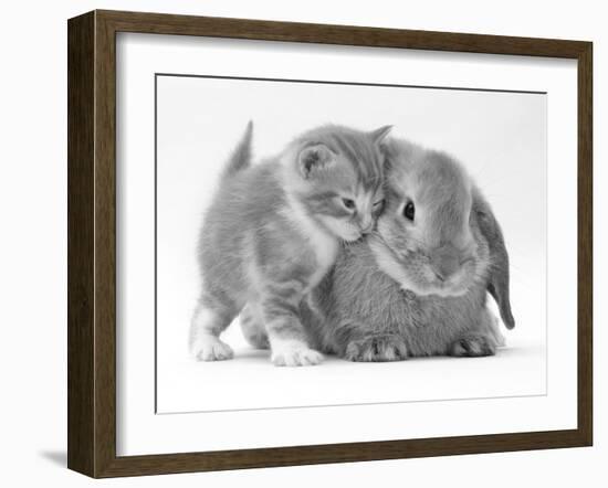 Domestic Kitten (Felis Catus) Next to Bunny, Domestic Rabbit-Jane Burton-Framed Photographic Print