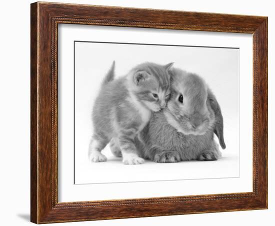 Domestic Kitten (Felis Catus) Next to Bunny, Domestic Rabbit-Jane Burton-Framed Photographic Print