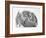 Domestic Kitten (Felis Catus) Next to Bunny, Domestic Rabbit-Jane Burton-Framed Photographic Print