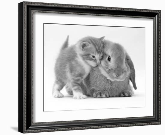 Domestic Kitten (Felis Catus) Next to Bunny, Domestic Rabbit-Jane Burton-Framed Photographic Print