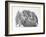 Domestic Kitten (Felis Catus) Next to Bunny, Domestic Rabbit-Jane Burton-Framed Photographic Print