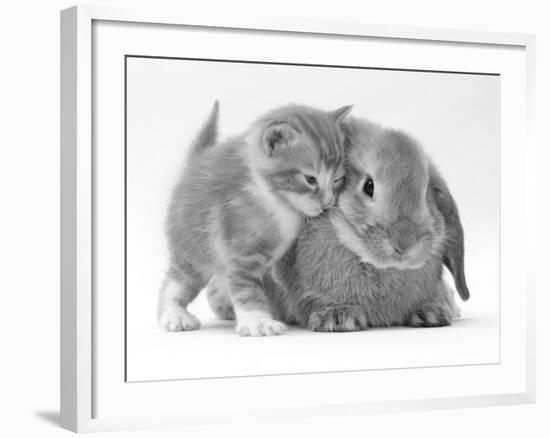 Domestic Kitten (Felis Catus) Next to Bunny, Domestic Rabbit-Jane Burton-Framed Photographic Print