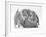 Domestic Kitten (Felis Catus) Next to Bunny, Domestic Rabbit-Jane Burton-Framed Photographic Print