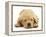 Domestic Labrador Puppy (Canis Familiaris) Sleeping-Jane Burton-Framed Premier Image Canvas