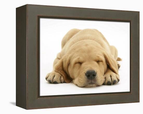 Domestic Labrador Puppy (Canis Familiaris) Sleeping-Jane Burton-Framed Premier Image Canvas