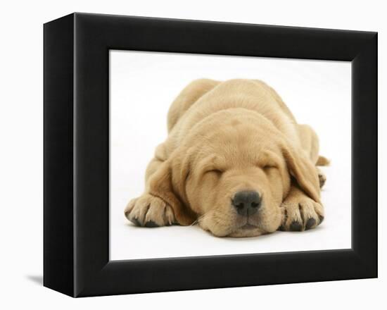 Domestic Labrador Puppy (Canis Familiaris) Sleeping-Jane Burton-Framed Premier Image Canvas