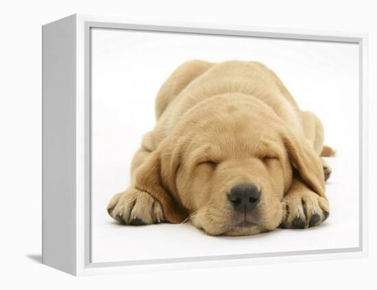 Domestic Labrador Puppy (Canis Familiaris) Sleeping-Jane Burton-Framed Premier Image Canvas