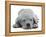 Domestic Labrador Puppy (Canis Familiaris) Sleeping-Jane Burton-Framed Premier Image Canvas