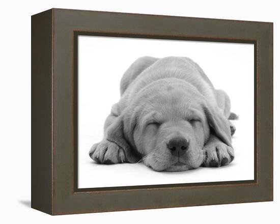 Domestic Labrador Puppy (Canis Familiaris) Sleeping-Jane Burton-Framed Premier Image Canvas