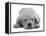 Domestic Labrador Puppy (Canis Familiaris) Sleeping-Jane Burton-Framed Premier Image Canvas