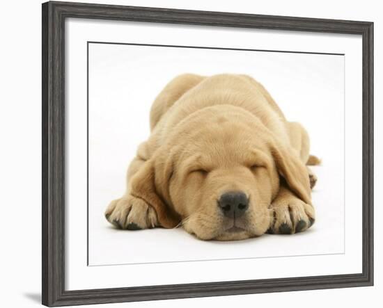 Domestic Labrador Puppy (Canis Familiaris) Sleeping-Jane Burton-Framed Photographic Print