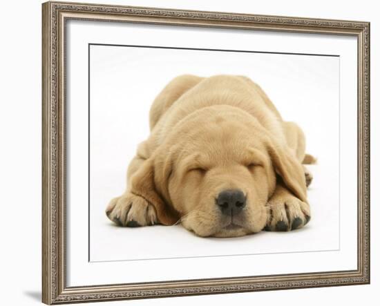 Domestic Labrador Puppy (Canis Familiaris) Sleeping-Jane Burton-Framed Photographic Print