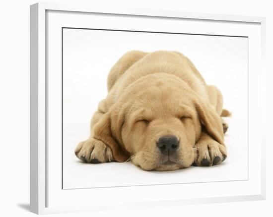 Domestic Labrador Puppy (Canis Familiaris) Sleeping-Jane Burton-Framed Photographic Print