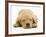 Domestic Labrador Puppy (Canis Familiaris) Sleeping-Jane Burton-Framed Photographic Print