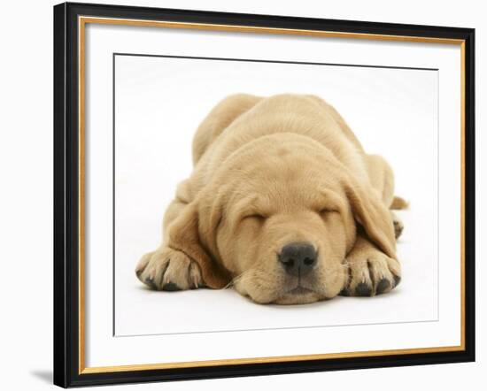 Domestic Labrador Puppy (Canis Familiaris) Sleeping-Jane Burton-Framed Photographic Print