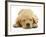 Domestic Labrador Puppy (Canis Familiaris) Sleeping-Jane Burton-Framed Photographic Print