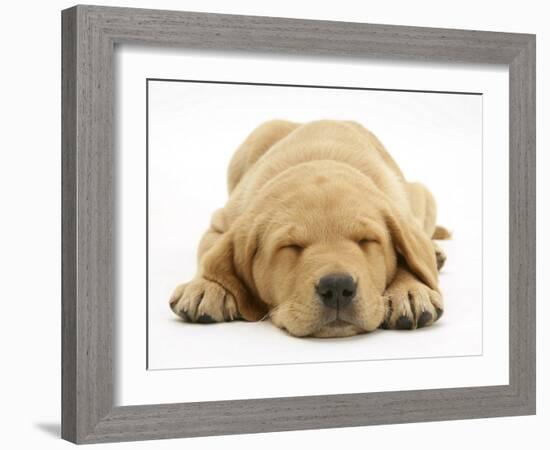 Domestic Labrador Puppy (Canis Familiaris) Sleeping-Jane Burton-Framed Photographic Print