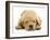 Domestic Labrador Puppy (Canis Familiaris) Sleeping-Jane Burton-Framed Photographic Print