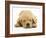 Domestic Labrador Puppy (Canis Familiaris) Sleeping-Jane Burton-Framed Photographic Print