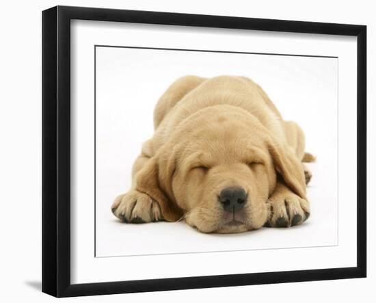 Domestic Labrador Puppy (Canis Familiaris) Sleeping-Jane Burton-Framed Photographic Print