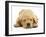 Domestic Labrador Puppy (Canis Familiaris) Sleeping-Jane Burton-Framed Photographic Print