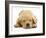 Domestic Labrador Puppy (Canis Familiaris) Sleeping-Jane Burton-Framed Photographic Print