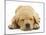 Domestic Labrador Puppy (Canis Familiaris) Sleeping-Jane Burton-Mounted Photographic Print