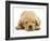 Domestic Labrador Puppy (Canis Familiaris) Sleeping-Jane Burton-Framed Photographic Print