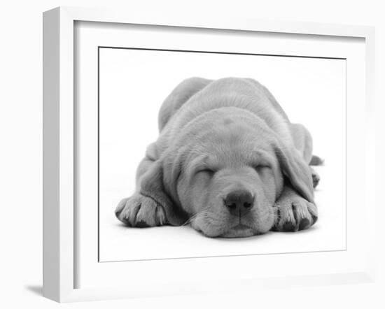 Domestic Labrador Puppy (Canis Familiaris) Sleeping-Jane Burton-Framed Photographic Print