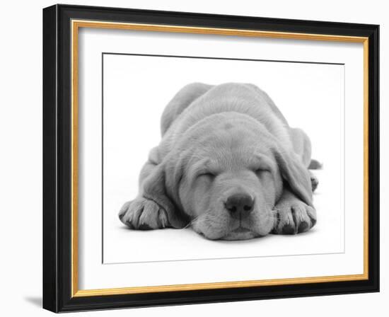 Domestic Labrador Puppy (Canis Familiaris) Sleeping-Jane Burton-Framed Photographic Print