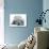 Domestic Labrador Puppy (Canis Familiaris) Sleeping-Jane Burton-Photographic Print displayed on a wall