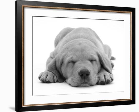 Domestic Labrador Puppy (Canis Familiaris) Sleeping-Jane Burton-Framed Photographic Print