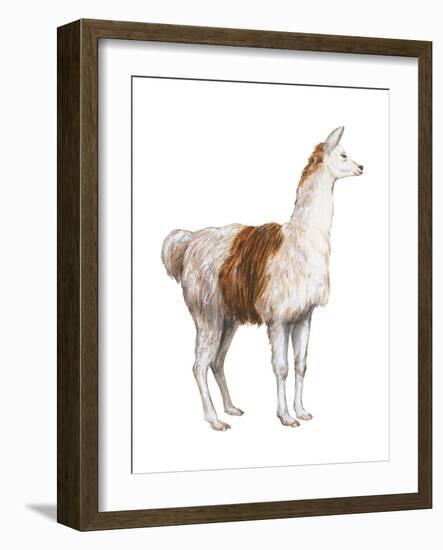 Domestic Llama (Lama Glama), Mammals-Encyclopaedia Britannica-Framed Art Print