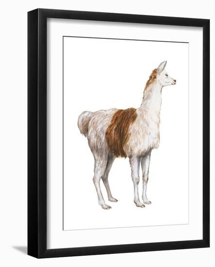 Domestic Llama (Lama Glama), Mammals-Encyclopaedia Britannica-Framed Art Print