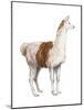 Domestic Llama (Lama Glama), Mammals-Encyclopaedia Britannica-Mounted Art Print