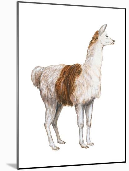 Domestic Llama (Lama Glama), Mammals-Encyclopaedia Britannica-Mounted Art Print