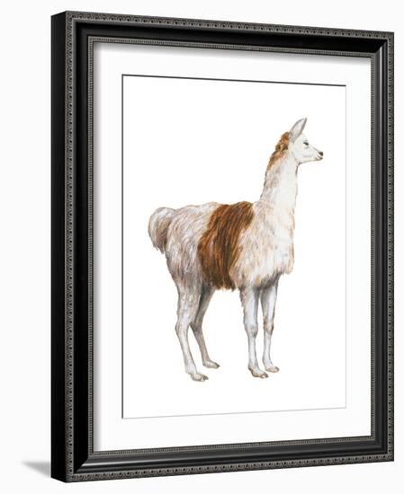 Domestic Llama (Lama Glama), Mammals-Encyclopaedia Britannica-Framed Art Print