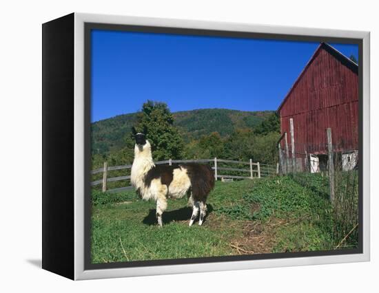Domestic Llama, on Farm, Vermont, USA-Lynn M. Stone-Framed Premier Image Canvas