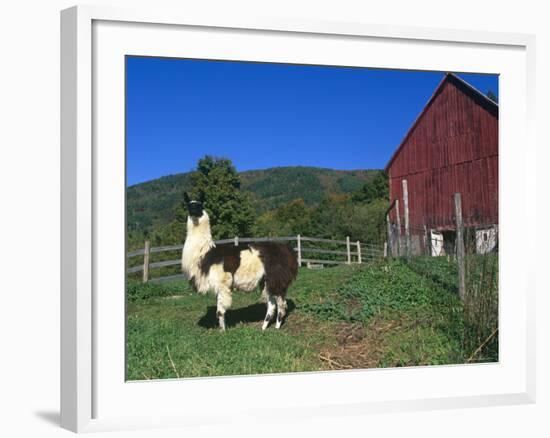 Domestic Llama, on Farm, Vermont, USA-Lynn M. Stone-Framed Photographic Print