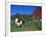 Domestic Llama, on Farm, Vermont, USA-Lynn M. Stone-Framed Photographic Print