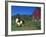 Domestic Llama, on Farm, Vermont, USA-Lynn M. Stone-Framed Photographic Print