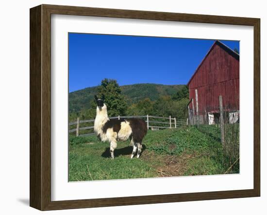 Domestic Llama, on Farm, Vermont, USA-Lynn M. Stone-Framed Photographic Print